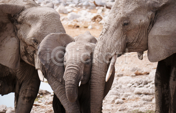 다정 사람없음 JPG 포토 해외이미지 가족 새끼 세마리 야생동물 야외 주간 초식동물 코끼리