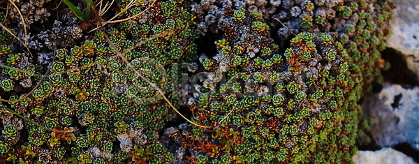 성장 사람없음 JPG 포토 해외이미지 내추럴 많음 배너 백그라운드 보스니아 산 시골 식물 암초 야외 이끼 자연 작음 장면 초록색 컬러풀 큼 파노라마 해외포토