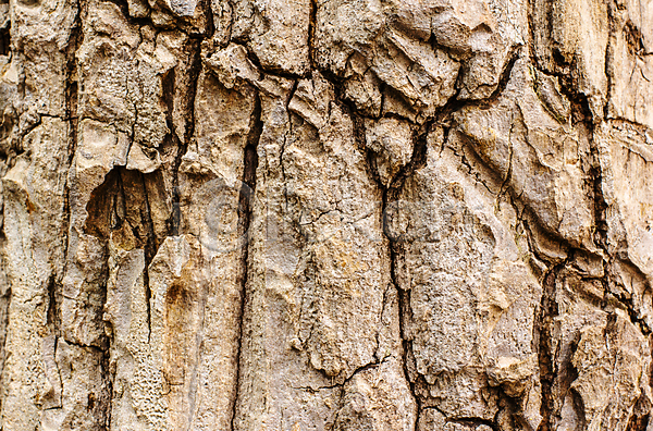 건조 울퉁불퉁 사람없음 JPG 포토 해외이미지 갈색 거친 나무 나무껍질 내추럴 목재 묘사 백그라운드 소나무 수목 숲 식물 옛날 자연 질감 추상 패턴 표면 환경