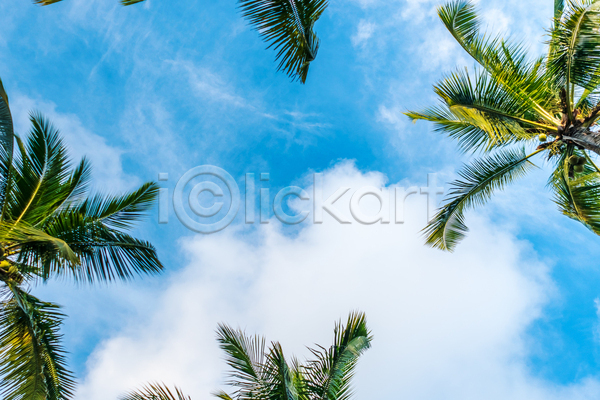 사람없음 JPG 로우앵글 포토 해외이미지 구름(자연) 야외 야자수 여름(계절) 여름풍경 주간 하늘