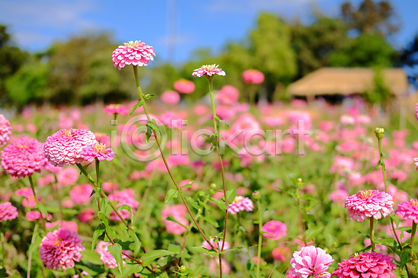 사람없음 JPG 포토 해외이미지 개화 공원 꽃 꽃무늬 꽃잎 내추럴 밭 벚꽃 봄 분홍색 식물 여름(계절) 자연 장식 정원