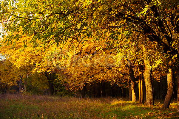 사람없음 JPG 포토 해외이미지 가을(계절) 가을풍경 낙엽 노란색 단풍 단풍나무 숲속 야외 자연 주간 풀(식물) 풍경(경치)