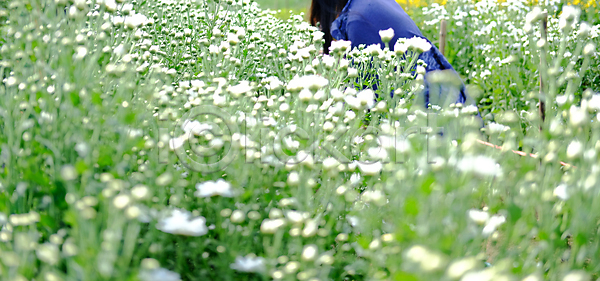 사람없음 JPG 포토 해외이미지 개화 국화 꽃 꽃무늬 꽃잎 데이지 밭 벚꽃 식물 야외 여름 자연 장식 정원 해외포토