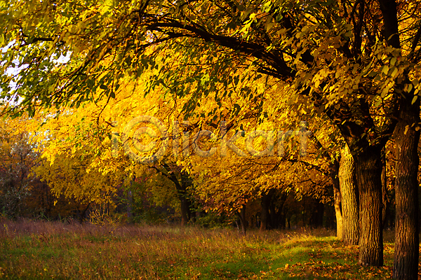 사람없음 JPG 포토 해외이미지 가을(계절) 가을풍경 낙엽 노란색 단풍 단풍나무 숲속 야외 자연 주간 풀(식물) 풍경(경치)