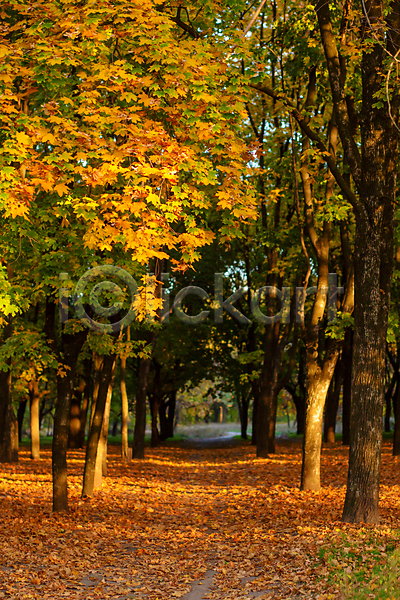 사람없음 JPG 포토 해외이미지 가을(계절) 가을풍경 낙엽 단풍 단풍나무 숲길 야외 자연 주간 풍경(경치)