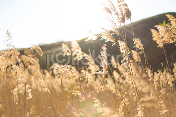 사람없음 JPG 포토 해외이미지 가을(계절) 갈대(식물) 맑음 야외 주간 풍경(경치) 햇빛