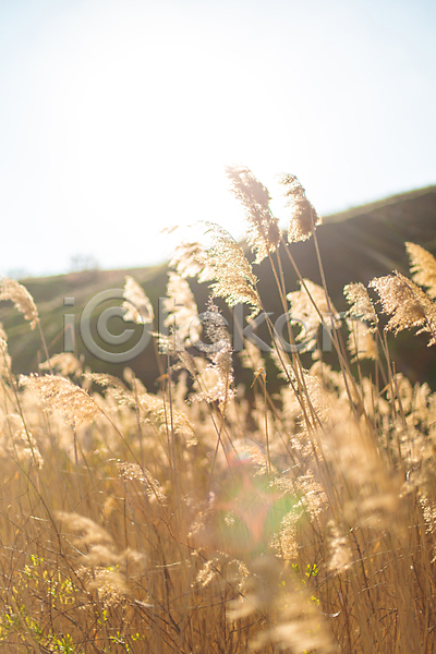 사람없음 JPG 포토 해외이미지 가을(계절) 갈대(식물) 맑음 밭 아침 야외 주간 태양 풍경(경치) 햇빛