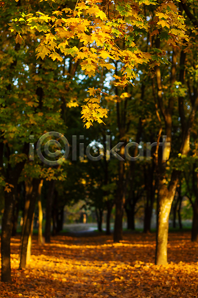 사람없음 JPG 포토 해외이미지 가을(계절) 가을풍경 단풍 단풍나무 숲길 야외 자연 주간 풍경(경치) 햇빛
