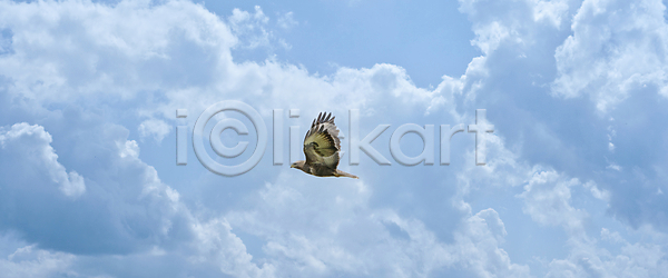 자유 사람없음 JPG 포토 해외이미지 갈색 고립 깃털 날개 내추럴 동물 동물상 먹이 배너 백그라운드 벽지 부리 비명 사냥꾼 생태학 야생동물 야외 웅장함 육식동물 자연 조류 주간 컬러풀 파노라마 파란색 펼침 하늘 해외포토