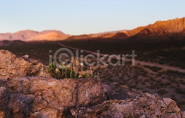 건조 사람없음 JPG 포토 해외이미지 사막 산 산악지대 생태계 식물 아르헨티나 야외 일몰 파노라마 풍경(경치) 황무지