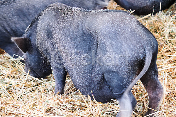 사람없음 JPG 포토 해외이미지 가축 검은색 기르기 냄비 농업 농장 동물 돼지 돼지고기 멧돼지 백그라운드 야외 여름(계절) 임신 자연 작음 주둥이 큼 포유류
