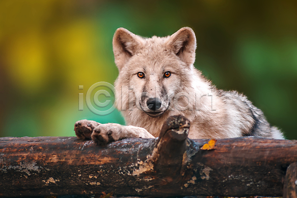 사람없음 JPG 아웃포커스 포토 해외이미지 나무 늑대 야생동물 야외 응시 주간 한마리