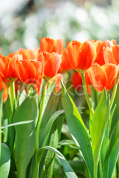사람없음 JPG 포토 해외이미지 봄 야외 잎 정원 주황색 튤립 햇빛