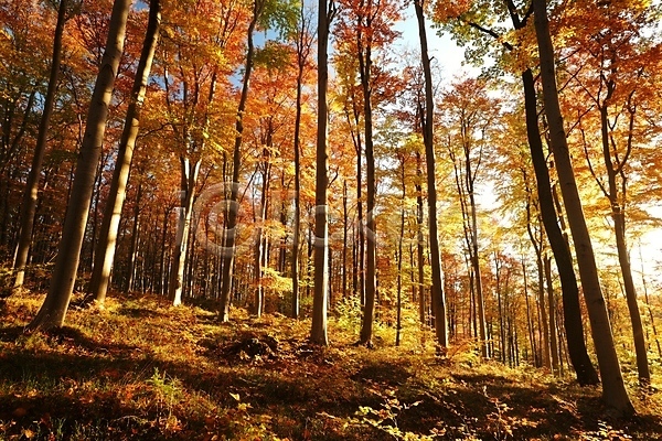 사람없음 JPG 포토 해외이미지 가을(계절) 가을풍경 나무 낙엽 단풍 숲 야외 자연 주간 풍경(경치)