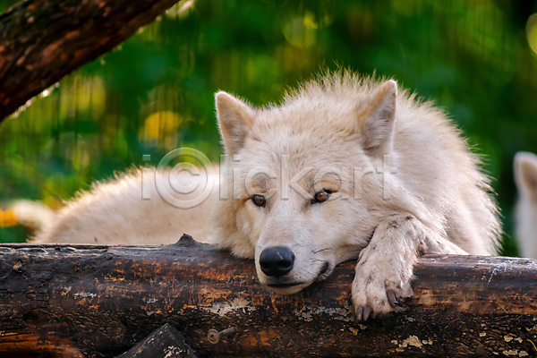 사람없음 JPG 아웃포커스 포토 해외이미지 늑대 북극늑대 야생동물 야외 엎드리기 주간 한마리