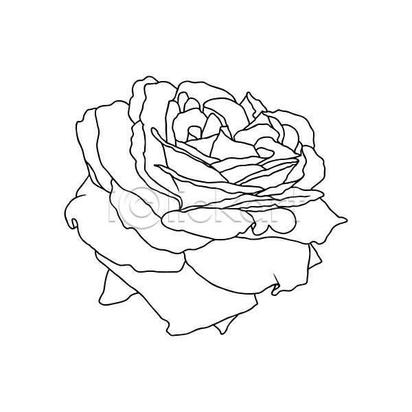 EPS 일러스트 해외이미지 검은색 고립 그래픽 그림 꽃 꽃무늬 꽃잎 디자인 라인아트 미니멀 미술 벚꽃 봄 선 손 스케치 식물 엘리먼트 여름(계절) 우아 윤곽 자연 장미 장식 정원 흰색