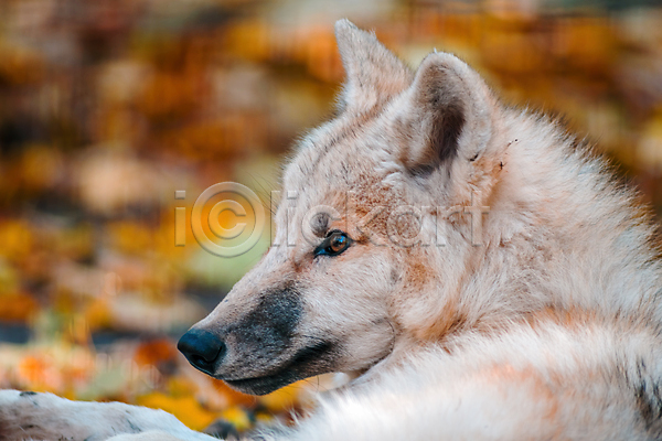 사람없음 JPG 아웃포커스 포토 해외이미지 늑대 북극늑대 야생동물 야외 주간 한마리