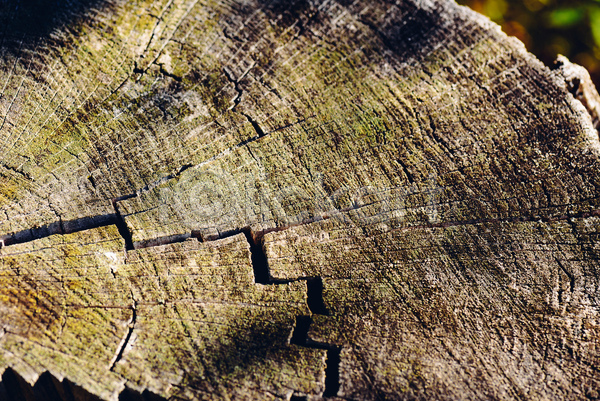 사람없음 JPG 근접촬영 포토 해외이미지 균열 나무 목재 질감 초록색 카피스페이스