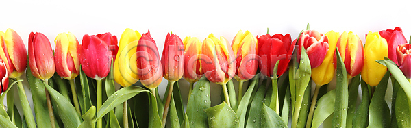 사랑 신선 축하 사람없음 JPG 포토 해외이미지 4월 계절 꽃 꽃다발 꽃무늬 꽃잎 내추럴 노란색 목재 발렌타인데이 밭 백그라운드 벚꽃 보라색 봄 봄꽃 부활절 분홍색 뷰티 빨간색 선물 수확 식물 신용카드 잎 자연 장식 정원 초록색 컬러풀 튤립 해외포토 휴가 흰색