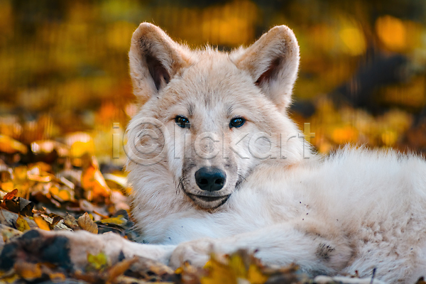 사람없음 JPG 아웃포커스 포토 해외이미지 눕기 늑대 북극늑대 야생동물 야외 주간 한마리