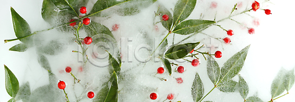 우아함 축하 사람없음 JPG 포토 해외이미지 결혼 구성 그래픽 꽃 꽃다발 꽃무늬 나뭇가지 내추럴 디자인 미술 백그라운드 벚꽃 벽지 봄 분홍색 뷰티 세트 손그림 수집 수확 스케치 식물 신용카드 엘리먼트 유행 잎 자연 장식 정원 초대 초록색 추상 패턴 프레임 해외포토 흰색