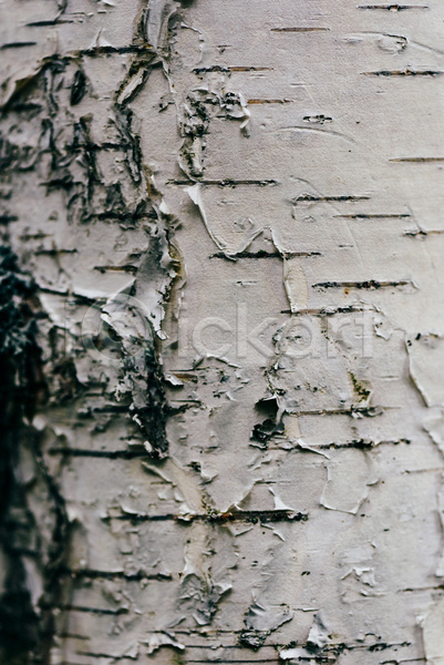 사람없음 JPG 근접촬영 포토 해외이미지 나무 목재 질감 카피스페이스 흰색