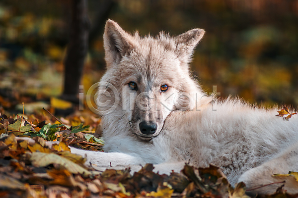 사람없음 JPG 아웃포커스 포토 해외이미지 늑대 북극늑대 야생동물 야외 주간 한마리