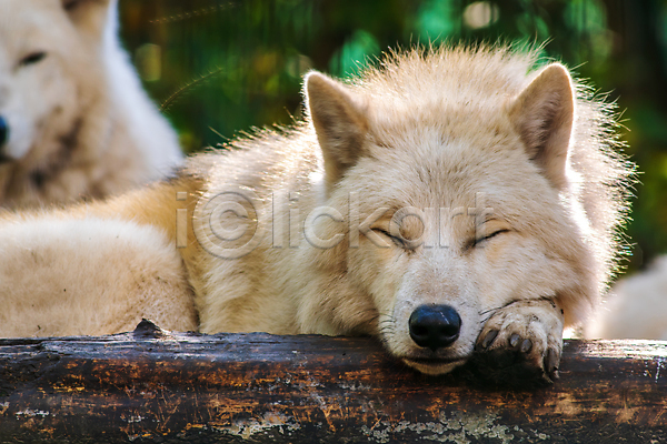 사람없음 JPG 아웃포커스 포토 해외이미지 늑대 두마리 북극늑대 야생동물 야외 잠 주간