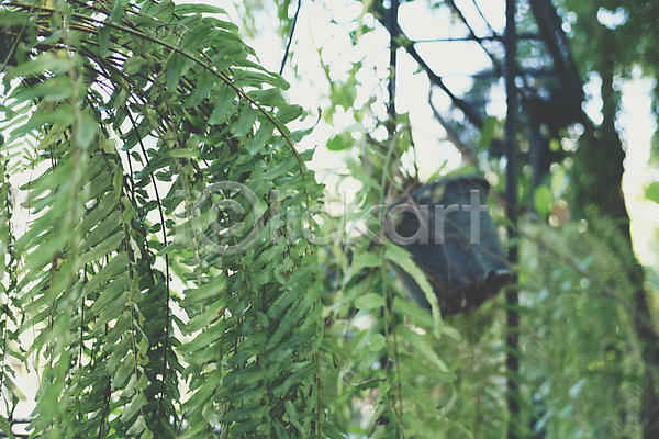 성장 신선 사람없음 JPG 포토 해외이미지 나무 식물 양치류 잎 자연 장식 정원