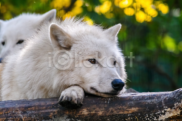 사람없음 JPG 아웃포커스 포토 해외이미지 늑대 두마리 북극늑대 야생동물 야외 엎드리기 주간