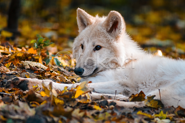 사람없음 JPG 아웃포커스 포토 해외이미지 낙엽 눕기 늑대 북극늑대 야생동물 야외 주간 한마리