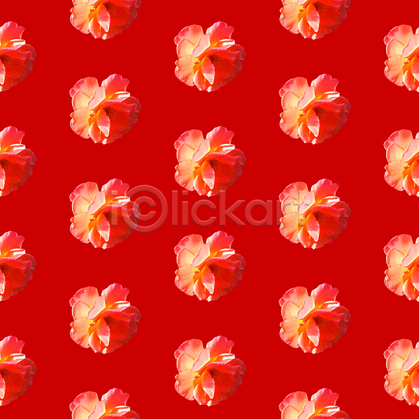사람없음 JPG 포토 해외이미지 꽃 백그라운드 빨간색 패턴 패턴백그라운드