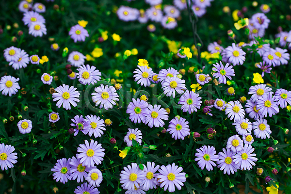 사람없음 JPG 포토 해외이미지 개화 꽃 꽃무늬 벚꽃 봄 봄꽃 식물 여름(계절) 장미 파란색 평야