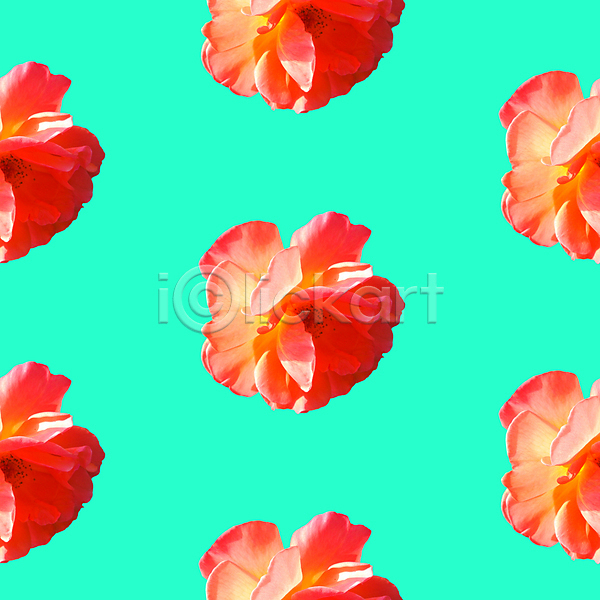 사람없음 JPG 포토 해외이미지 꽃 민트색 백그라운드 빨간색 패턴 패턴백그라운드