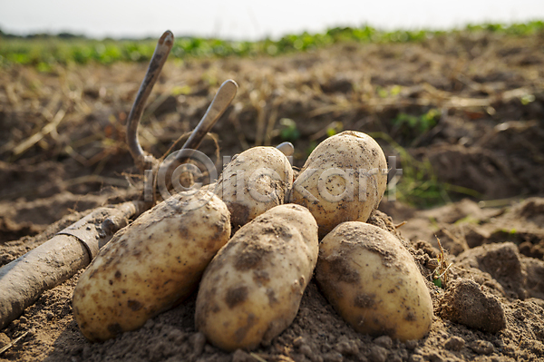 사람없음 JPG 아웃포커스 포토 해외이미지 감자 감자밭 농작물 야외 여러개 주간