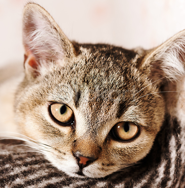 귀여움 사람없음 JPG 근접촬영 포토 해외이미지 고양이 반려동물 반려묘 응시 한마리 회색