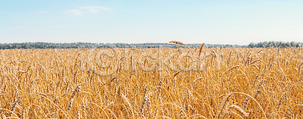 성장 사람없음 JPG 포토 해외이미지 가로 갈색 경제 귀 귀리 낟알 노란색 농사 농업 농작물 농장 땅 마을 밀 밭 밭일 보리 빵 산업 수평선 수확 스카이라인 시골 시리얼 식물 야외 옥수수 자연 장면 파노라마 평야 해외포토 호밀 환경 황금