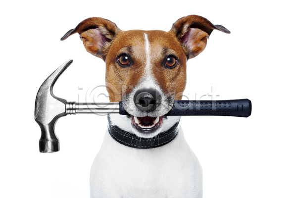 유머 사람없음 JPG 포토 해외이미지 강아지 개 공구 망치 물기(모션) 반려동물 흰배경