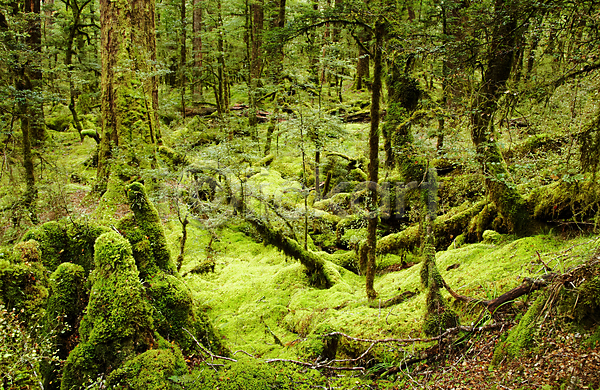 새로움 신비 사람없음 JPG 포토 해외이미지 그림자 깊이 나무 마법 생태학 소나무 숲 식물 양치류 어둠 에코 여름(계절) 열대우림 이끼 자연 초록색 환경
