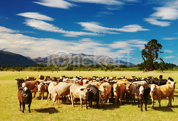 사람없음 JPG 포토 해외이미지 가축 농경지 마을 맑음 목장 방목 소 시골 야외 여러마리 주간 풍경(경치)