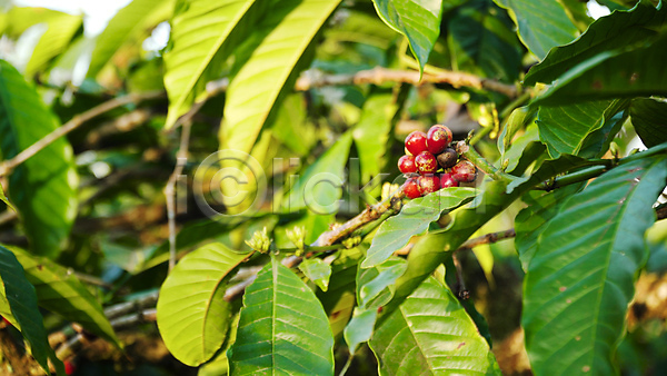 성장 신선 사람없음 JPG 포토 해외이미지 나무 나뭇가지 날것 농업 농작물 농장 빨간색 수확 숙성 식물 야외 열매 원두 유기농 잎 자연 초록색 커피 콩