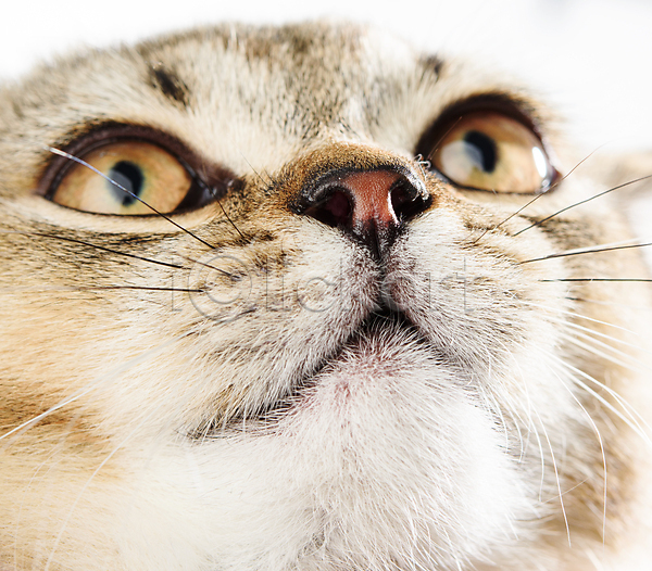 귀여움 사람없음 JPG 근접촬영 포토 해외이미지 고양이 관찰 반려동물 반려묘 한마리 회색