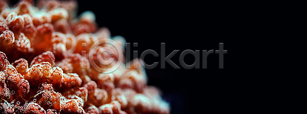 사람없음 JPG 포토 해외이미지 강렬 검은색 내추럴 다이빙 닫기 동물 묘사 물 바다 백그라운드 분홍색 빛 빨간색 산호 생물학 소금물 수족관 수중 아래 암초 야생동물 오렌지 우주 이국적 자연 자외선 제비꽃 질감 촉수 추상 컬러풀 탱크 패턴 해외포토 형광등