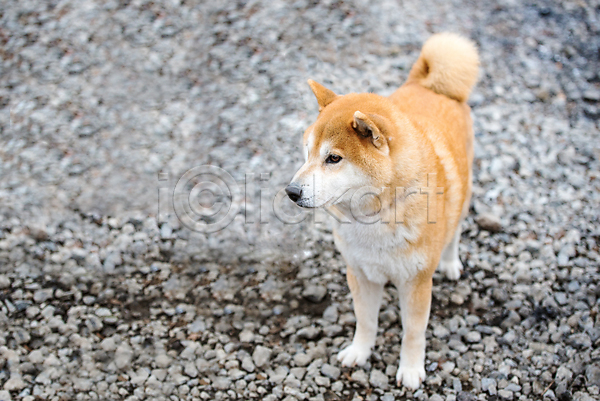 산책 사람없음 JPG 포토 해외이미지 강아지 반려견 반려동물 시바견 야외 주간 한마리