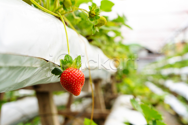신선 사람없음 JPG 포토 해외이미지 농장 딸기 정원