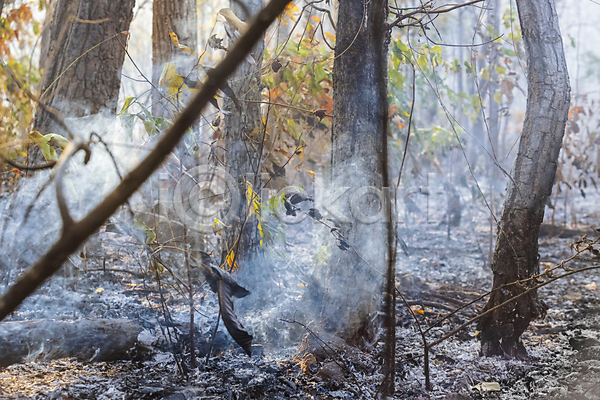 위험 사람없음 JPG 포토 해외이미지 나무 불 불꽃(불) 산 산불 숲 야외 연기