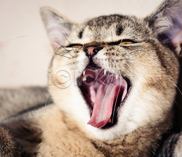귀여움 사람없음 JPG 근접촬영 포토 해외이미지 고양이 반려동물 반려묘 입 하품 한마리 회색