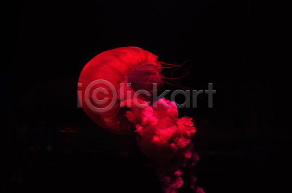 사람없음 JPG 포토 해외이미지 바닷속 빨간색 수중동물 자포동물 한마리 해파리