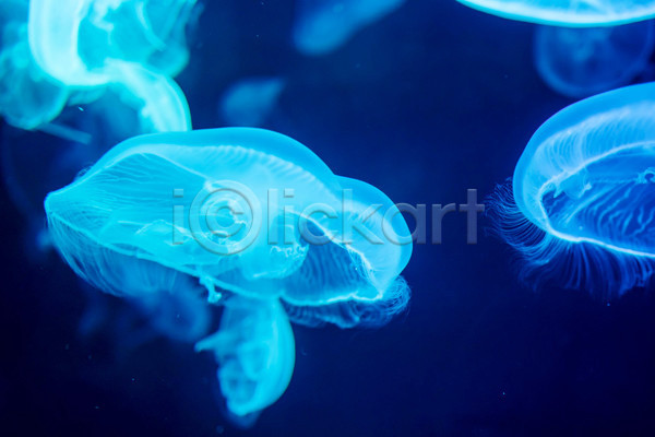 사람없음 JPG 아웃포커스 포토 해외이미지 바닷속 세마리 수중동물 자포동물 파란색 해파리