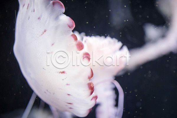 사람없음 JPG 근접촬영 포토 해외이미지 바닷속 수중동물 자포동물 한마리 해파리 흰색